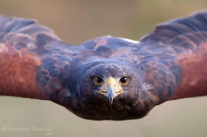 10553476_934873539877174_7322102382565909189_n