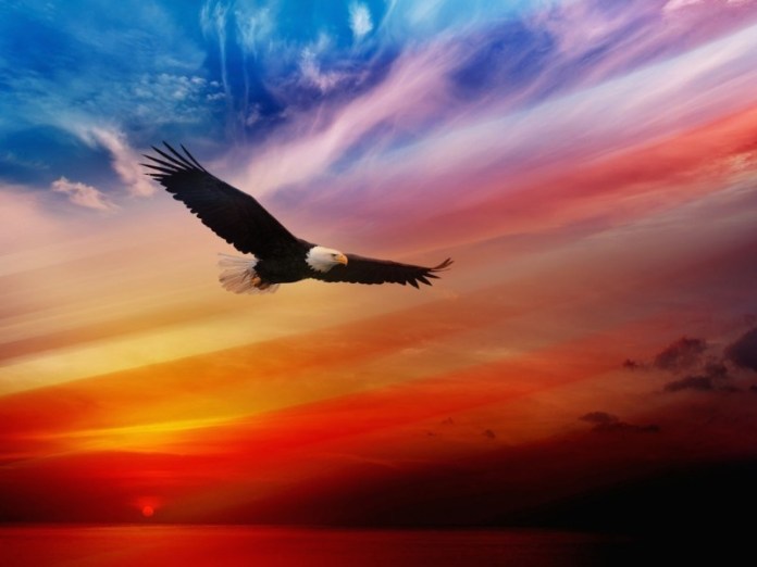 Eagle-Soaring-Wallpaper-800x600